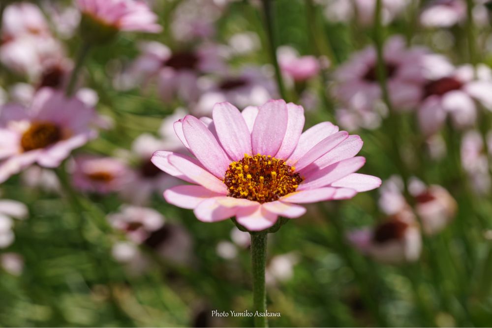 ローダンセマム(朝霧小菊)