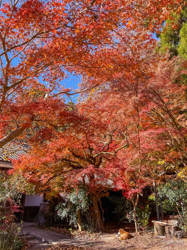 もみじとじゅんのすけ君
樹の下で寛いでいるのが伽耶院のアイドルじゅんのすけ君です(^^♪