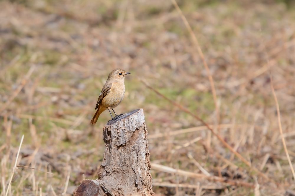 切り株にとまるジョビ子さん