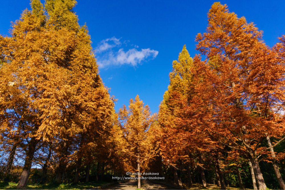 メタセコイア並木
神戸市立森林植物園にて。