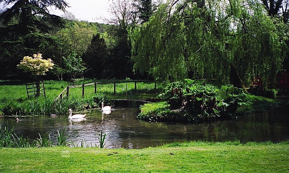 This photo-taken in 2005 by my partner-shows two beautiful white Swans swimming gracefully along a branch of the River Avon, which runs through the gardens of a private estate. The foreground is clipped green lawn, with some tall-leaved water plants peeking up all along the edges.  But across the river it’s all lush-a large plant spreads wide on the right hand side, its leafy branches dipping into the water. Just behind that is a lovely, medium size Weeping Willow, its long strands of green leaves spilling over from its crown like tresses of leafy hair. To the left there’s a small tree that appears to be in bloom, its white flowers look like a bouquet atop a narrow trunk that’s protected by a small wooden fence. Behind that small, flowering one are yet more trees-including a large pine or perhaps yew, we think. That whole area on the left, in back, is like a mountain of dark green, full of trees that seem to blend into one form. Coming back to the river, just beyond the swans, there’s a fence made of wooden beams that bends around, following the river bank, presumably to keep visitors from going into the river.  The water is shiny, rippling; it reflects the swans in a glimmering path of white that begins where they are and crosses the width of the river to the side We were standing on, the grassy foreground. It was then such a beautiful & peaceful place.  As I said in a previous post, within a couple years, all this would be swept away by a series of terrible storms, which rampaged through here & the Japanese Garden area especially (which is just beyond the righthand side of this scene). The rain-swollen river & powerful winds brought down so many trees & changed this part of the gardens forever. We visited once before that happened. But next time we went it was💔to see how much was destroyed. While we knew they’d do lots of replanting We never returned: prices shot up….& the rich landowners always seemed unwelcoming…It would never be our beloved💚refuge again…💞