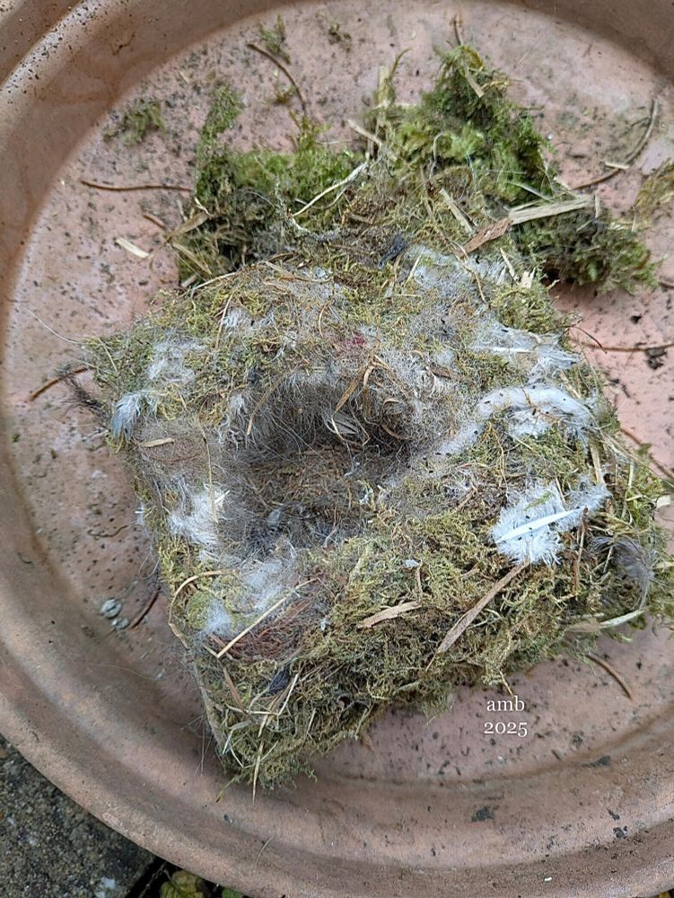 Every year bird-boxes must be thoroughly cleaned & prepared for possible use in the following Spring.  Here is what my partner found last week when she opened the bird box hidden in a variegated tree by our shed, on which the box is mounted.  It’s a 3 inch deep nest created by a pair of little Blue Tits. It looks a messy, though one can make out the square shape of the bird-box interior in which the pair fetched and meticulously built up layers upon layers of moss, bits of straw and grass.  Its primary material is moss, though: something to consider next time you think about ripping up moss from between pavement stones or off wooden areas. It’s those places-& even moss on rooftops-where birds go to gather the materials that make a soft, safe & warm place in which to lay eggs, then raise their hatchlings until they’re grown enough to fledge & survive on their own. 3 inches deep!…It must’ve taken them so many trips to pluck all the bits of moss needed to create this. It has a deep round hole in the centre where the eggs would’ve been laid.  There are still bits of white, downy feathers visible in the mix, from when their babies hatched and gradually shed their earliest feathers as they grew into their full plumage. It’s so rare for us to see this relatively intact and is a remarkable construction, when you think of all the trips it must have taken just to build something this thick & secure.  We know it served them well, too, for we’d seen the parents flitting in & out of the leafy shrub-tree so many times: first to build the nest, then-for weeks-taking turns making hundreds of trips needed to bring their hatchlings food. In time, we eventually saw their young in the garden, sometimes at our bird table with a parent, gradually growing enough to-hopefully-survive on their own. These aren’t the prettiest photos, but they’re amazing in what they represent: a pair of Blue Tits made a nest in our bird box and raised their young from this. How blessed we were! 🥰