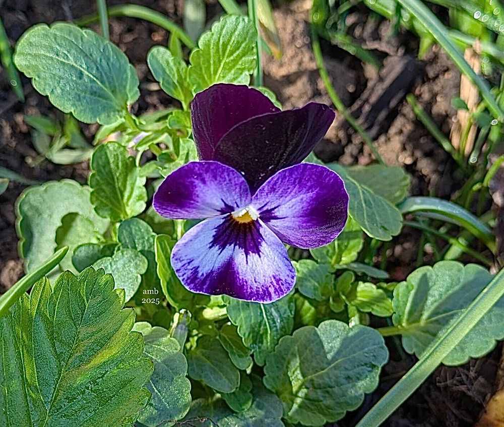 Though this Viola is similar to the first, it’s the depth of the purple - both around its tiny yellow centre and petal-edging streaks on white - that’s a richer hue.  What’s more, the two “back petals” are much darker, a purple so intense it’s almost black.  And, as if to add something even more extraordinary, those twin dark petals could easily be mistaken for a small butterfly’s wings, poised but partly hidden behind the main front petals.  Again, there’s an abundance of scallop-edged leaves that surround this little flower in a green embrace. There may still be bare patches of earth in the blur of the upper right corner, but this bloom - and all the others my partner has taken great care to both plant and photograph- brightens the day as much as the sunlight spilling shadows and illuminating all these wonderful colours: Hope…we hope🙏 Please garden for joy, of course, but also for wildlife, wherever and however you can. ~💞