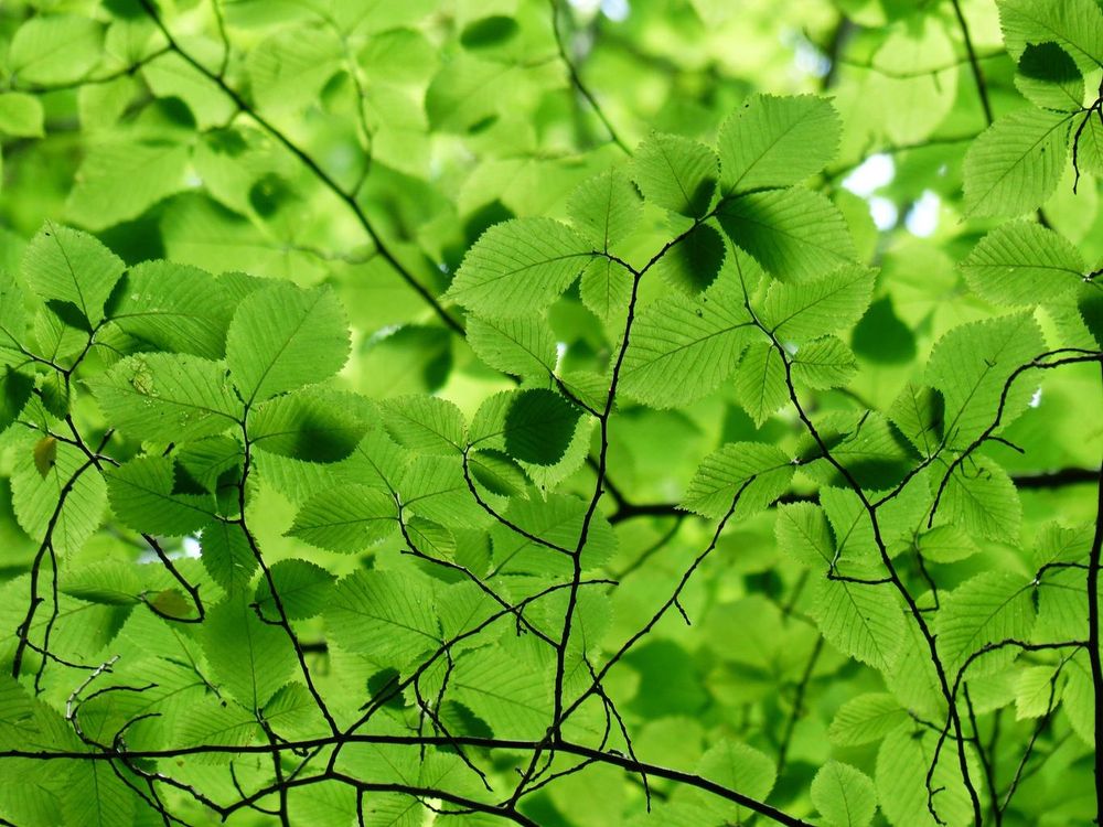 This canopy of green beech leaves is low, so close you can see the dark, criss-crossing, slender framework of branches onto which those leaves have been sewn by Nature… You may even spy the symmetrical beauty of veining from each leaf’s central line. How soothing is their cool, green breath upon your face, as you lie sheltered beneath this low bower…soft grass beneath you (or a blanket, if you prefer: always know this is Your Dream to enter and change as you wish). Close your eyes…feel the heat melt away, your skin softly blessed by Nature’s kiss: a gentle breeze sifting through the leaves… This is the bliss for which you’ve long been yearning…far from the burning heat. Sweet calm surrounds you, easing every worry, every pain… Here you’re safely sheltered in green shade: as cooling as the softest Summer rain… ~✍️with Love💚tamisar💞