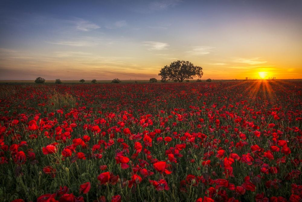 (Free image, not our photo)
A field of red Poppies stretching far to the horizon, where a lone tree is seen, all in the glow of the setting/or rising Sun.  Poppies have long symbolised those who fell in WWI…then WW2. Around the time of Remembrance Day, which is 11th November in the UK and across its Commonwealth countries, many people will be seen wearing paper (or other type pins) poppies on their lapels or some other form, as a sign of Remembrance and to honour all those who served in those wars, as well as the many wars since: for the millions who died, for those who survived - so many forever wounded in ways visible and unseen. On Remembrance Sunday ceremonies are held across the UK and Commonwealth, with a primary parade of remaining veterans and serving soldiers passing by The Cenotaph- the great memorial in London. The King, representatives of each of the Armed Forces and the UK’s Commonwealth countries, as well as politicians will each lay wreaths of poppies at the base of The Cenotaph.  Today and on November 11th…We Remember Them…We are forever in debt to every one who served, for their sacrifice. In “The Great Wars” particularly WW2, they fought to save the world from Fascism.  Today we face the same ugly foe, rearing its hideous head in the least expected of countries-once revered as The Land of the Free-as well as other countries. Who will stand now, who will be as brave as those who defeated Fascism 80 years ago? Do not let the sacrifice of millions be for nought: Freedom, once taken for granted, is doomed to be lost forever.  We rail against injustice, we🙏 but we must also be willing to Stand Up and Resist Fascism, wherever it is…We must be as brave as those who came before us. As we honour them, we must also pick up the Standard and Fight for those hard-won Freedoms we now seem to take for granted. Resist Fascists. Now, as then, the future of the World depends upon it. 💜