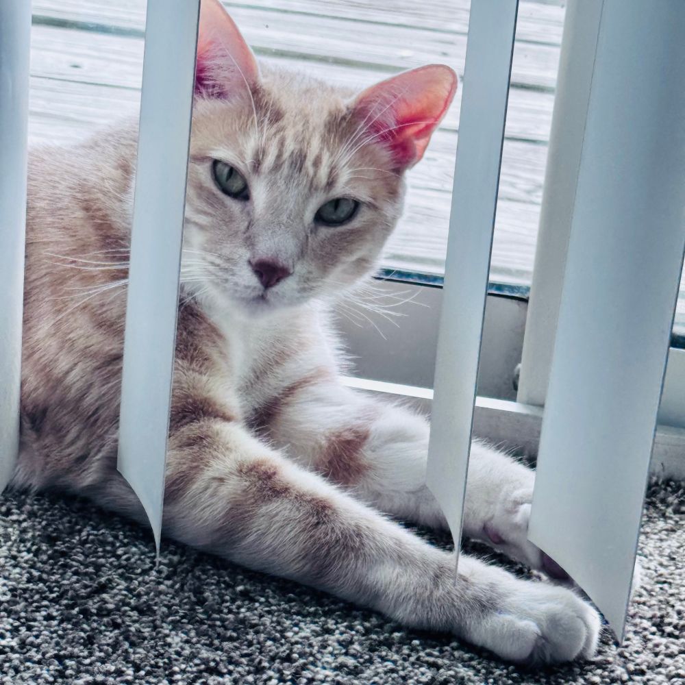 An orange and white striped cat sitting amongst white window blinds, looking at the camera with large green eyes. His four paws are stretched out before him.  