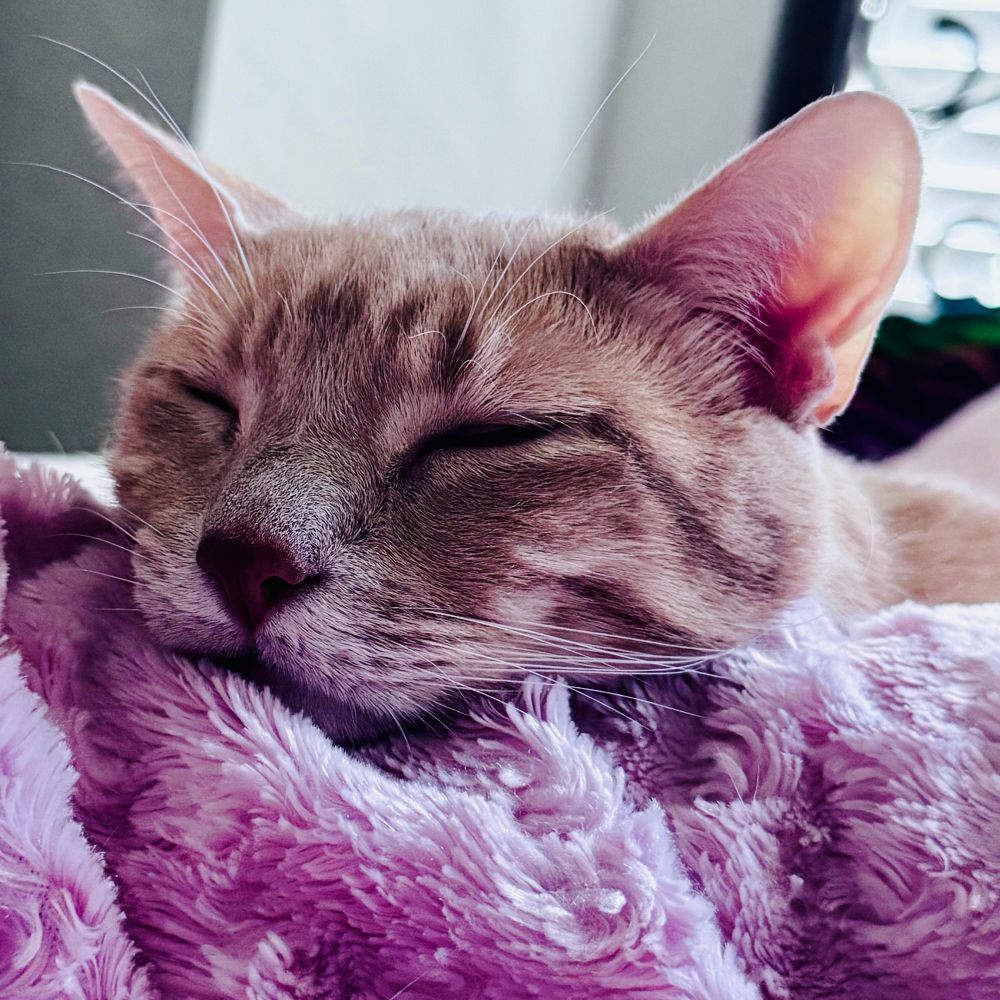 A close-up photo of a sleeping, orange and white tabby cat’s face. He’s lying on a pink blanket.