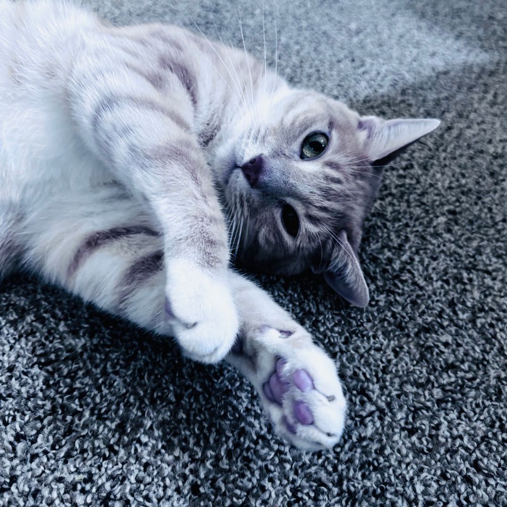A close up photo taken from above of an orange and white cat laying on a greyish carpet, looking up at the camera. His face snd shoulders are in frame and his paws are extended. 