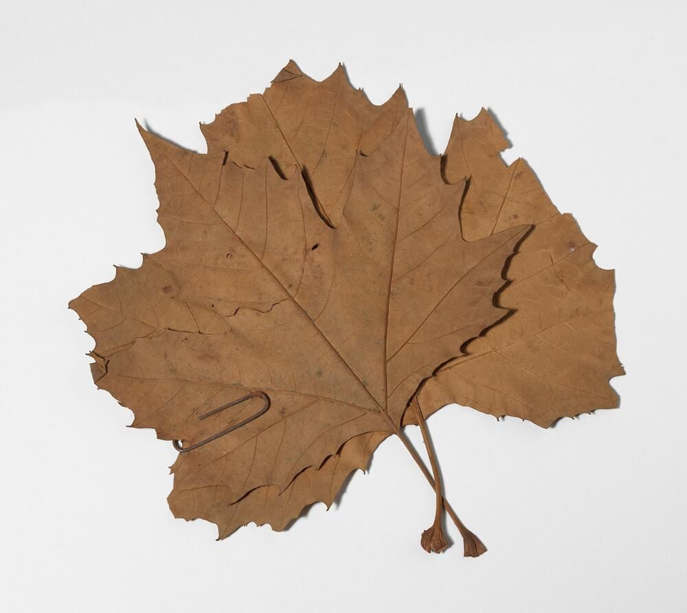 ‘Burocràcia’, de Joan Brossa. Hojas secas y clip de metal. Colección MACBA. Consorcio MACBA. Fondo Joan Brossa. Depósito Fundación Joan Brossa © Fundació Joan Brossa, VEGAP, Barcelona. Foto: Tony Coll.