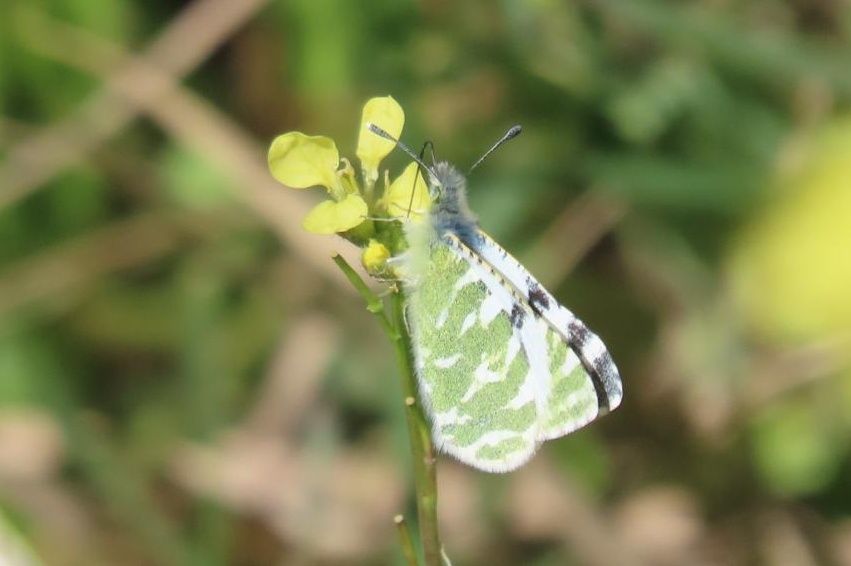 Fuerteventura Green Striped White 