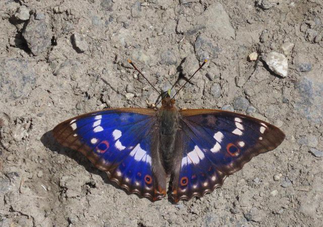 Lesser Purple Emperor 