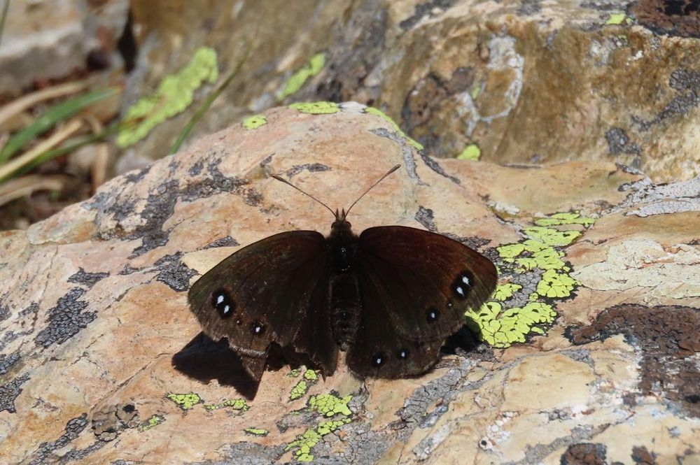 Léfbvres Ringlet 