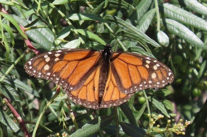 Monarch 