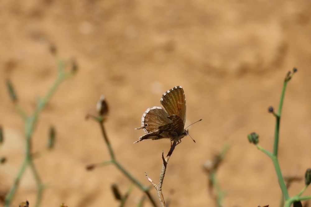 Geranium Bronze 