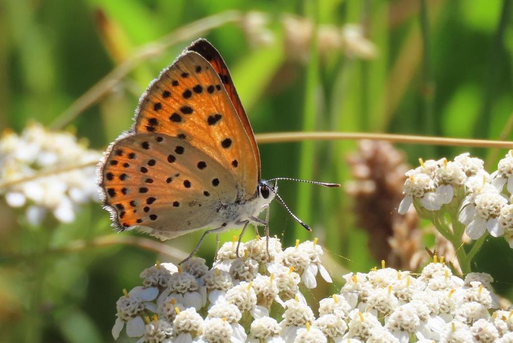 Purple-shot Copper