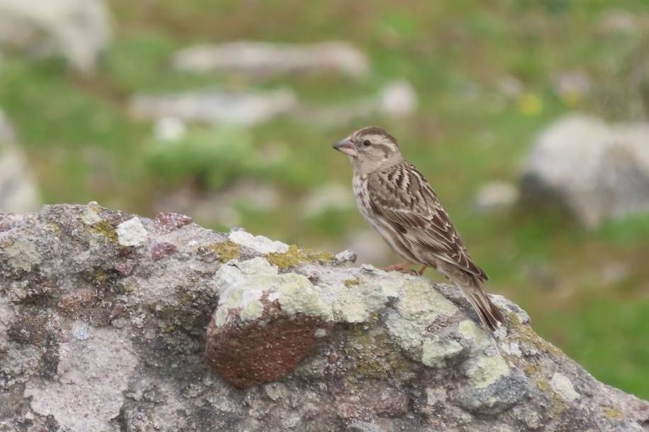 Rock sparrow 