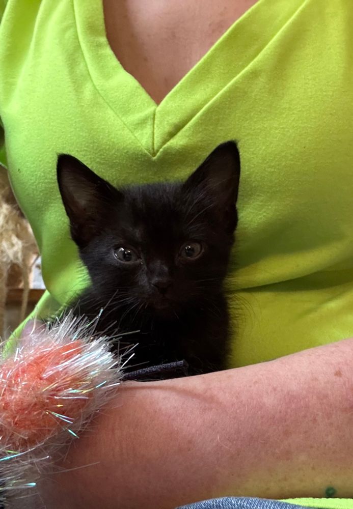 A tiny black kitten looking sleepy