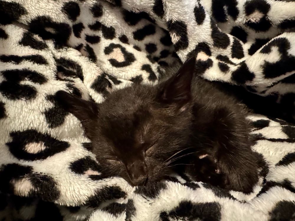 A kitten asleep