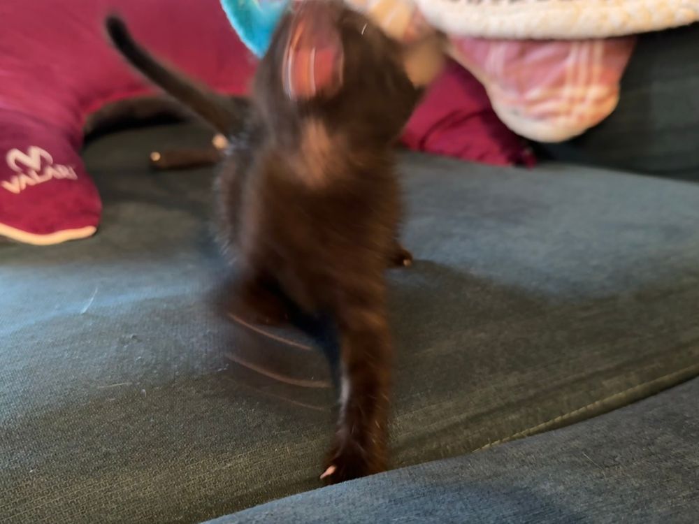 A kitten going wild 