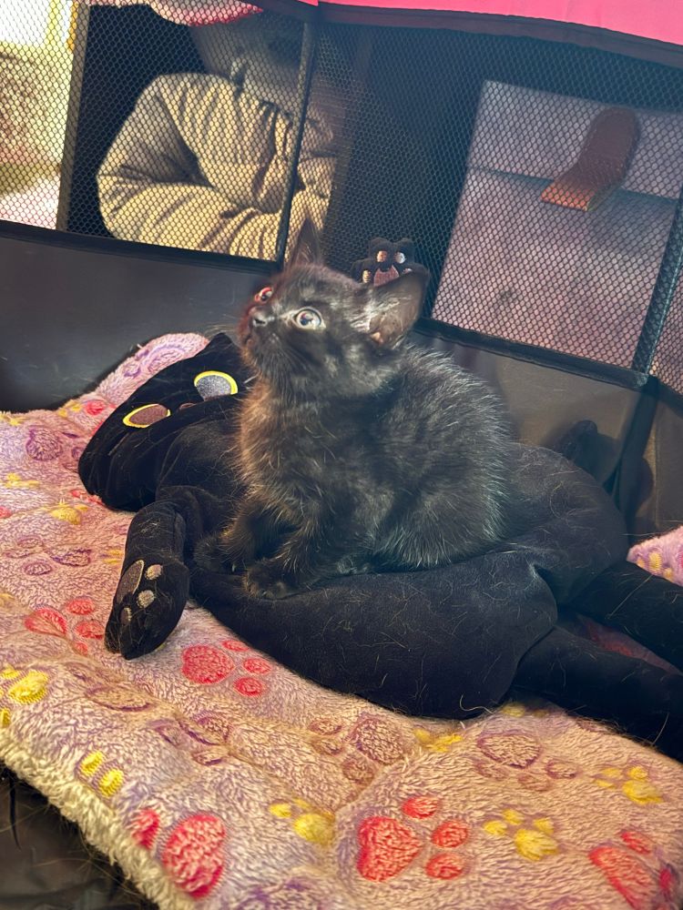 A tiny black kitten 