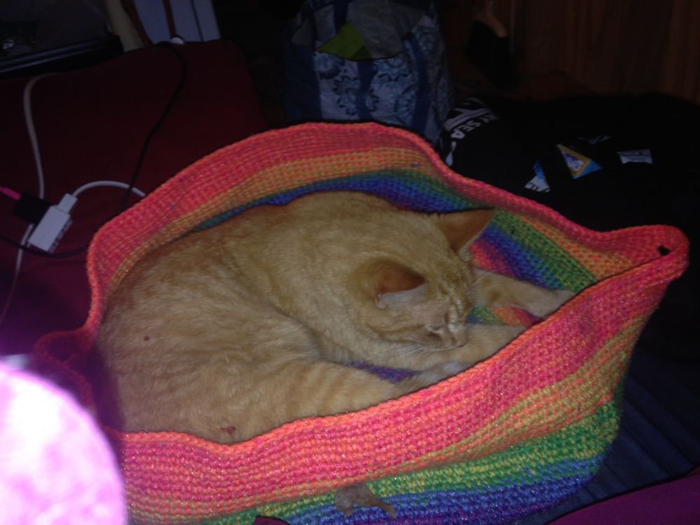 Orange cat sleeping in a bed I made for the dog.