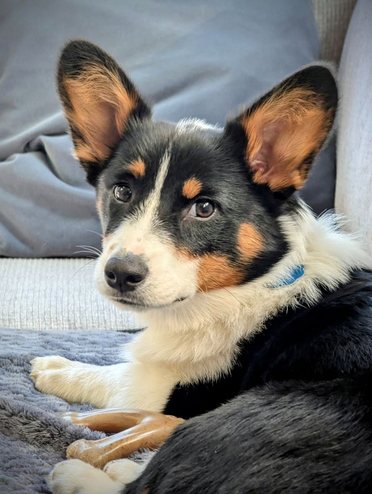 A black, brown and white corgi puppy who is about 5 months old sitting on a couch and looking at the camera.