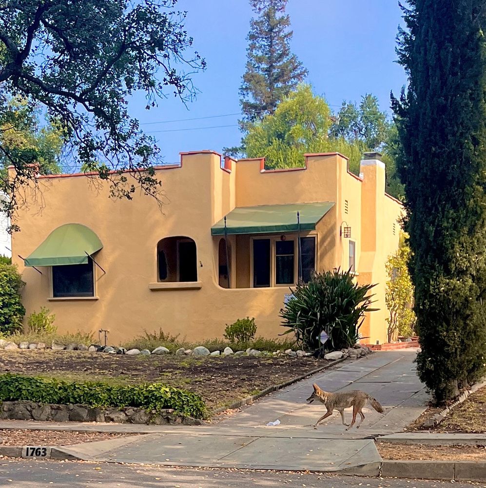 A coyote prances down a residential street.