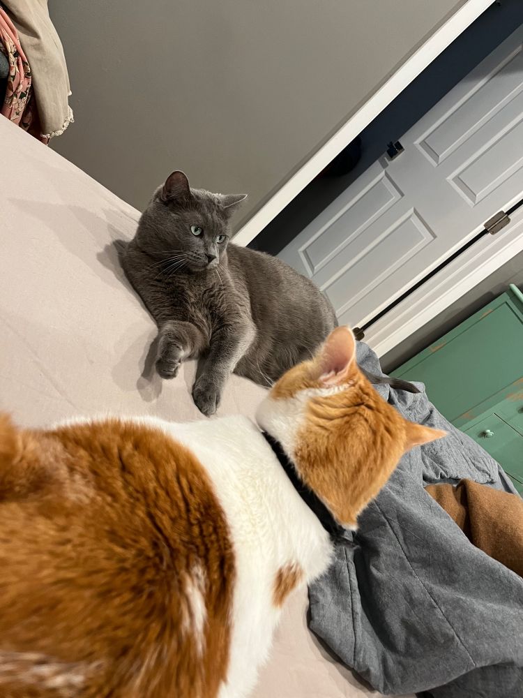 cats staring each other down