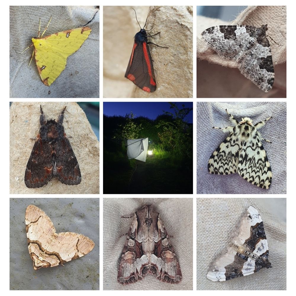 Collage of 9 images, with moths in the outer slots and a moth trap in the centre.