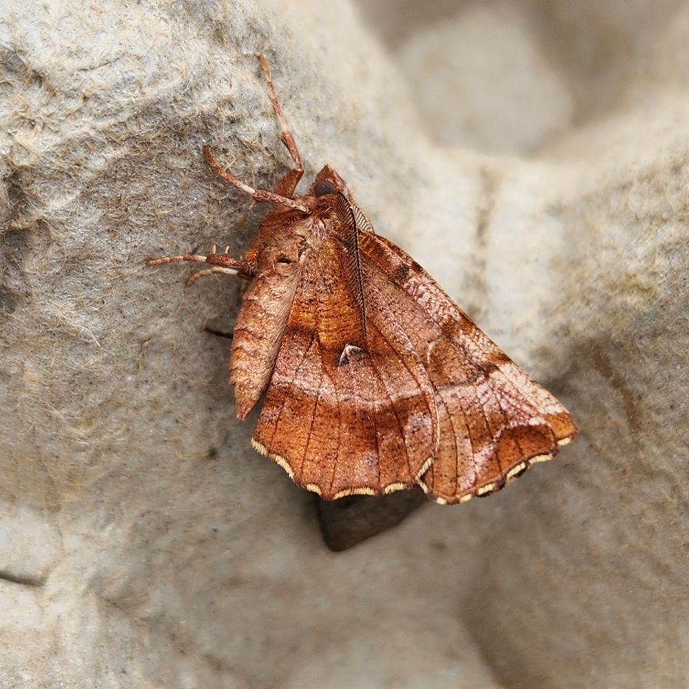Early Thorn