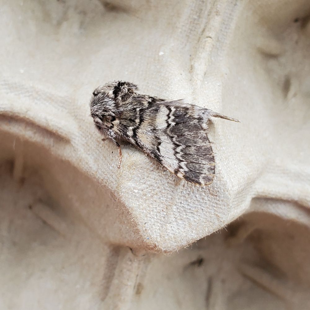 Lunar Marbled Brown