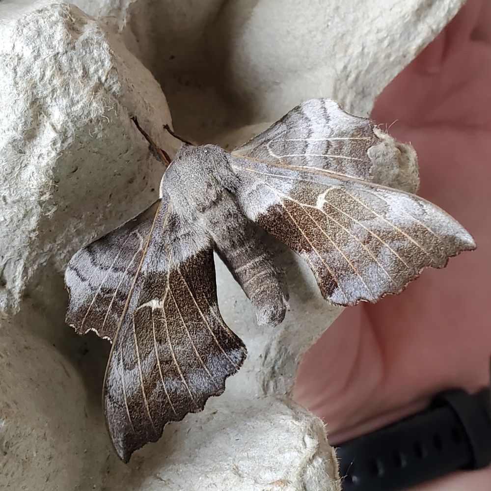 Poplar Hawk-moth