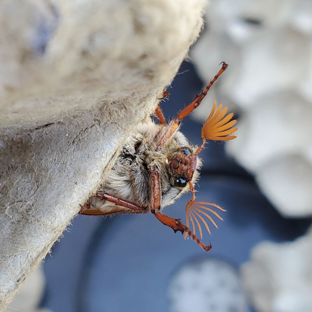 An intruding Maybug!
