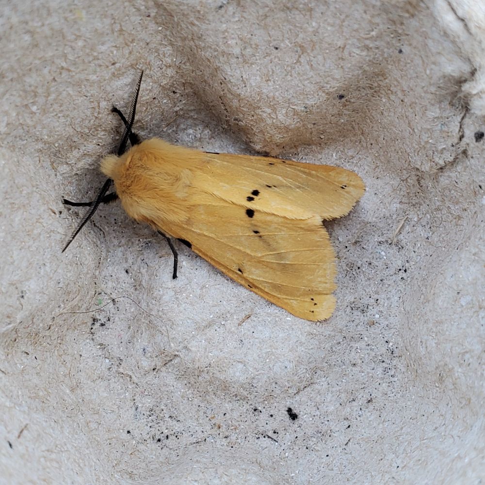 Buff Ermine