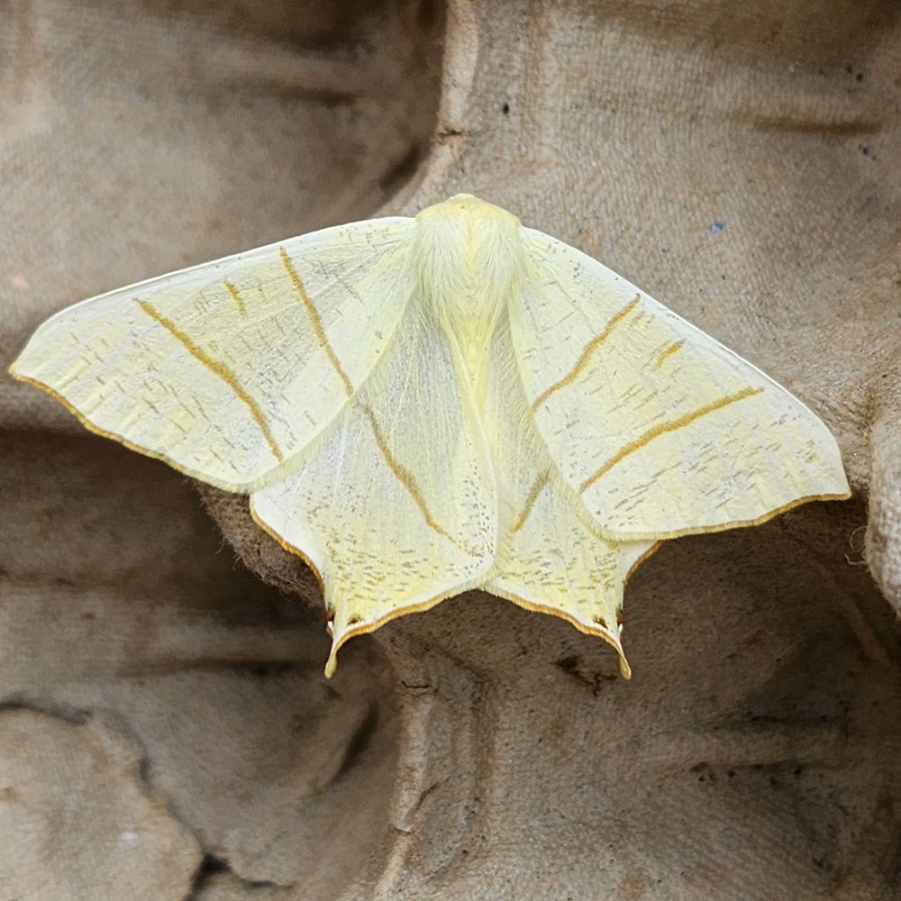 Swallow-tailed Moth