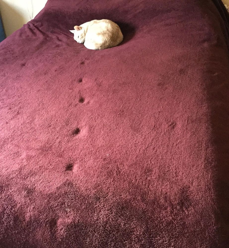 Picture taken from the end of a bed with a purple velour like bedspread on it with a cat at the far end, sleeping nestled against the pillows with a set of tracks in the bedspread leading from the edge by the camera to the cat.