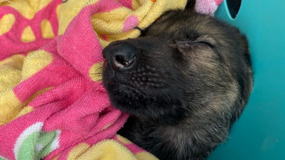 A puppy is continuing to recover after being found inside a garbage bag on the side of a road. One west Michigan woman’s decision to stop her car likely saved the German shepherd’s life…
