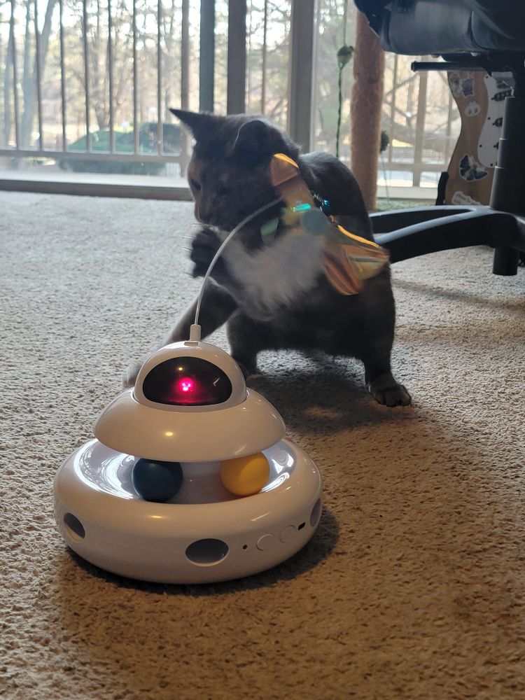 A small dilute tortie cat is swatting at an automated cat toy with a flutter wand attachment