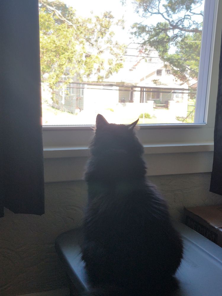 A large, fluffy long haired black cat sits on a grey storage bin looking out a window framed by two black curtains 