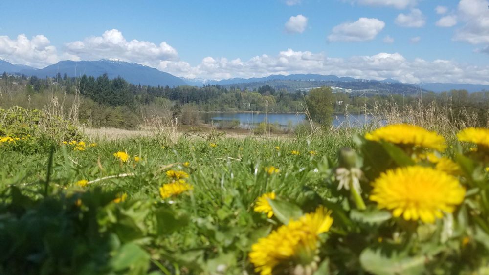 Deer Lake park, from a pathway lookout on the south side of the lake. Blue sky and mountain peaks backdrop the forested hills of Burnaby Mountain which loom behind deer lake. The camera is low to the ground, dominated by dandelions in the foreground and grassy wetlands that stretch down to the lakeside.