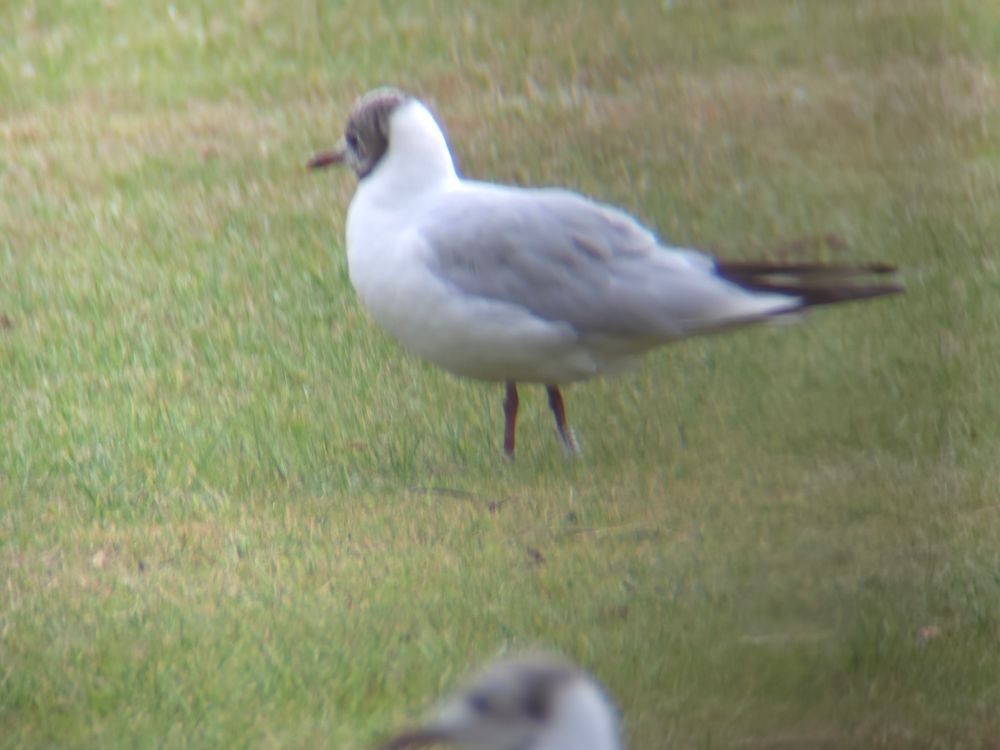 A photograph of an adult Black-headed Gull beginning to moult out of summer plumage. A white plastic ring with characters J2778 on right leg.