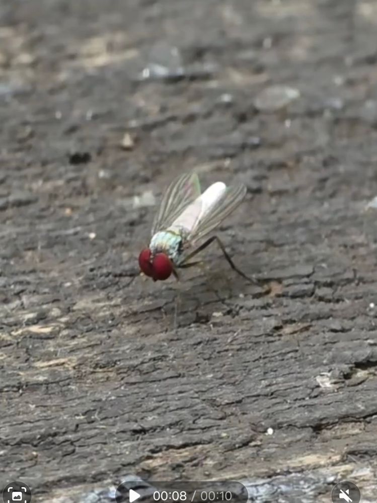 Argyra leucocephala. A small fly with red eyes, a silver/green thorax and bright silver abdomen. Facing towards the photographer and slightly to the left.