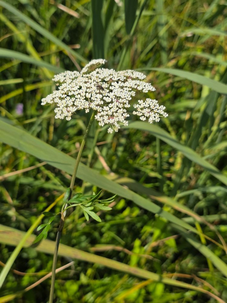 A white umbellifer flower against a backdrop of reeds.