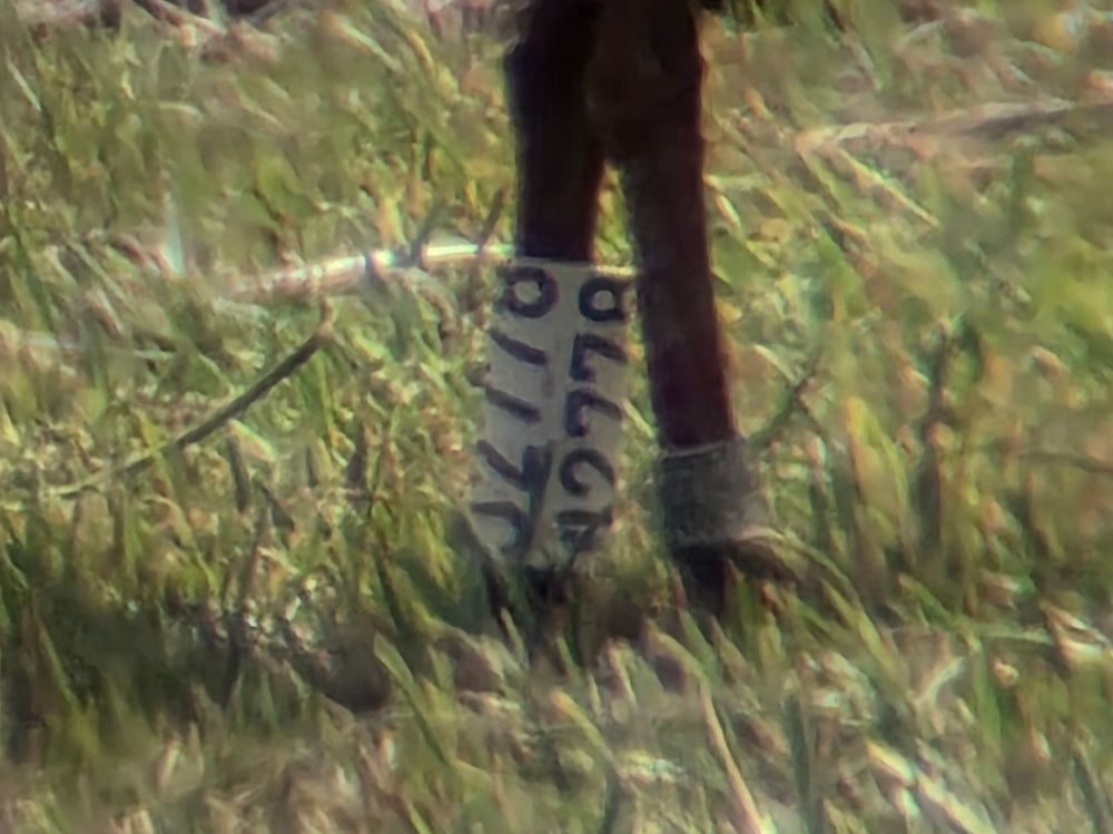 Close up ofnlegs of Black-headed Gull, left leg with metal ring, right leg with white plastic ring bearing the characters J2778. 