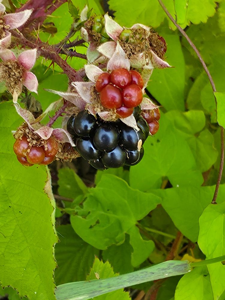 A ripe Blackberry with a few unripe berries close by.