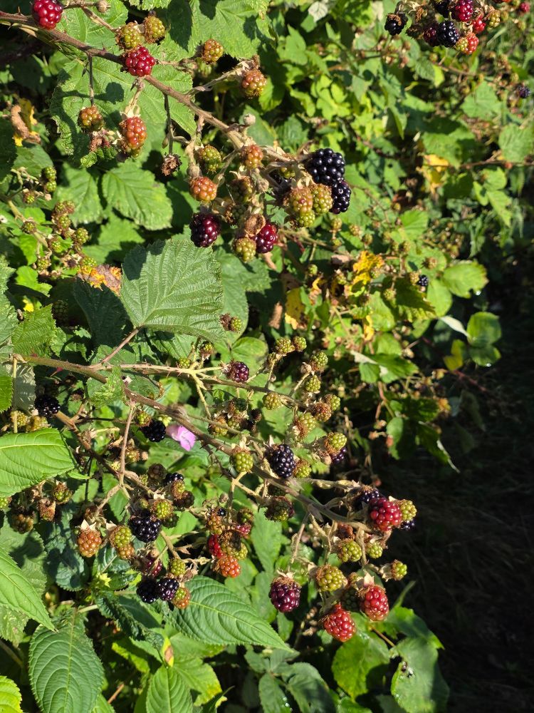 A Bramble bush with Blackberries in various stages of ripeness.