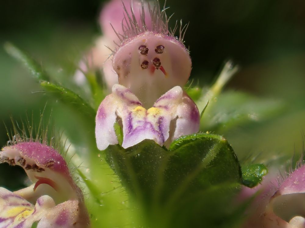 Hemp Nettle flower. Pink flower with yellow and purple pattern on lower lip. 