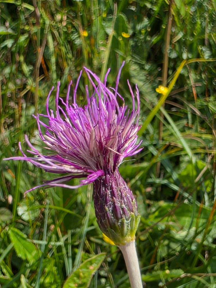 A pink thistle growing on a smooth downy stem.