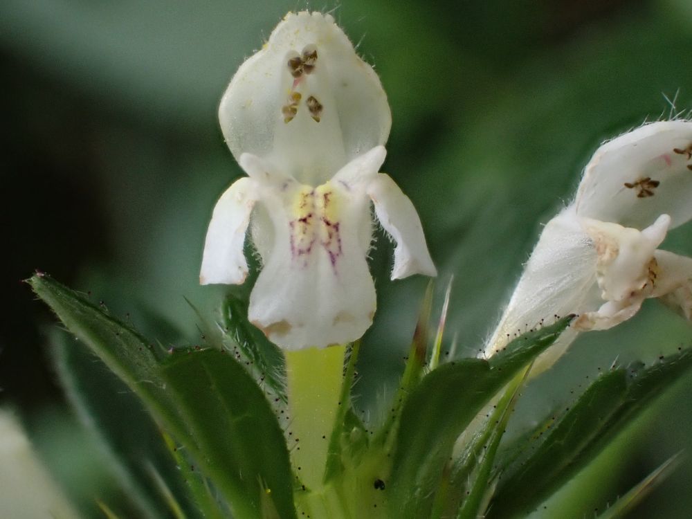 Hemp Nettle flower, white flower with yellow and pink pattern on lower lip.