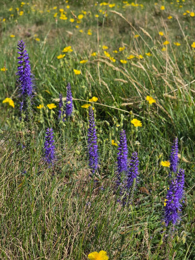 A group of Spiked Speedwells, columns of purple flowers clustered on upright stems.